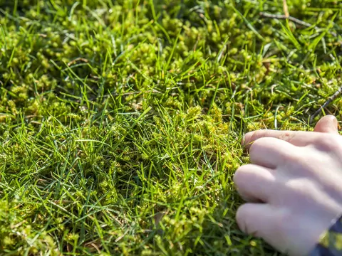 Zwalczanie mchu w trawniku i na brukach