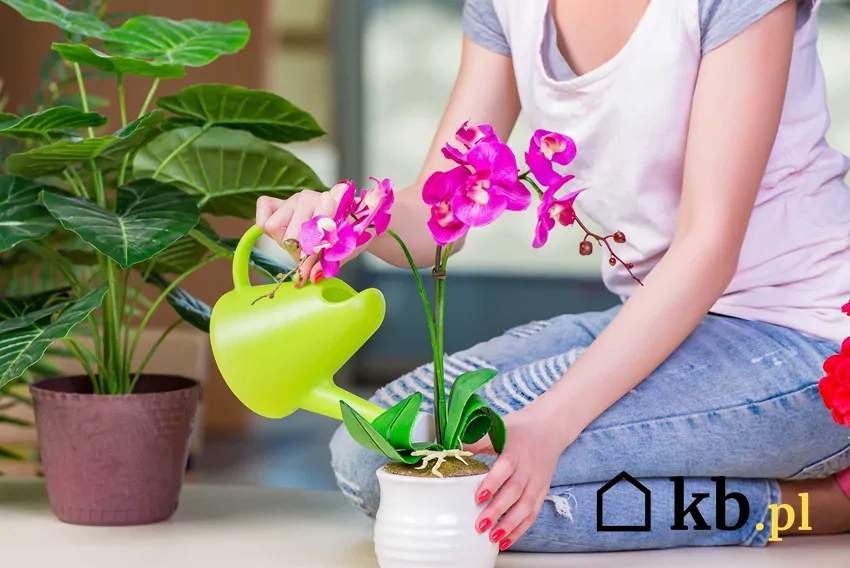 Jak podlewać storczyki – proste i sprawdzone porady