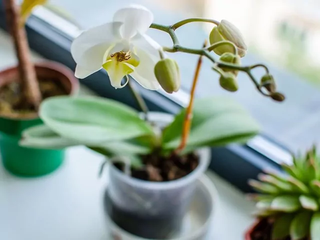 Jak prawidłowo podlewać storczyki?