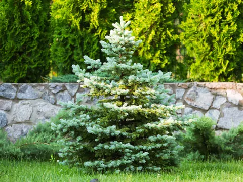 Popularne drzewa iglaste do ogrodu