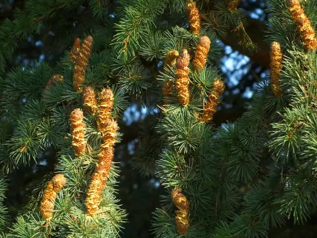 Popularne drzewa iglaste do ogrodu
