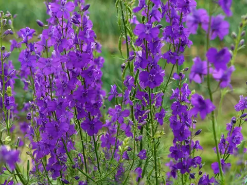 Ostróżka polna w ogrodzie