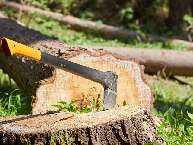 Co można wyciąć w ogrodzie bez pozwolenia?