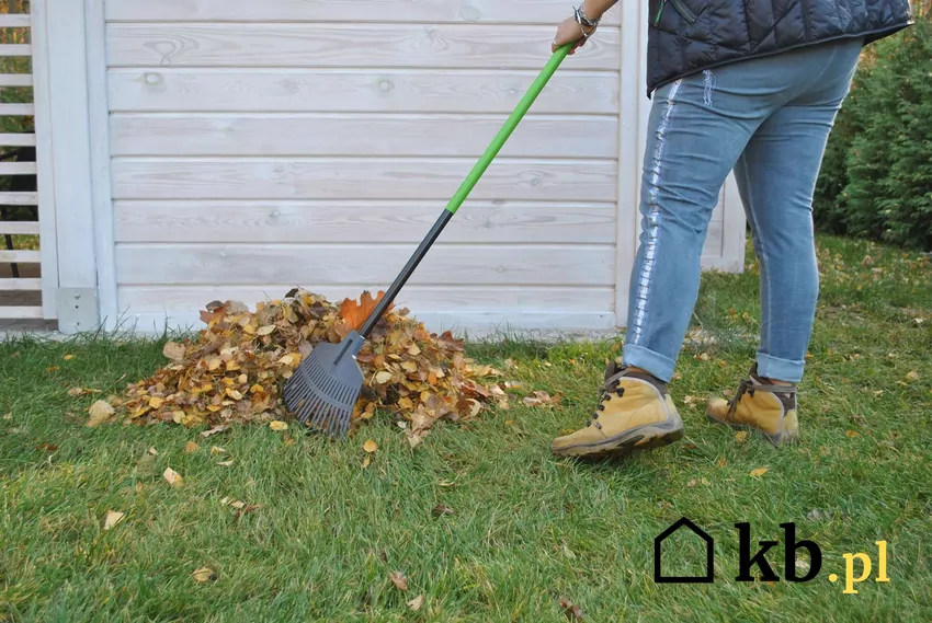 Ostatnie koszenie, aeracja i nawożenie potasowo-fosforowe pozwalają trawie przetrwać mrozy bez strat Grabienie jesiennych liści na trawniku