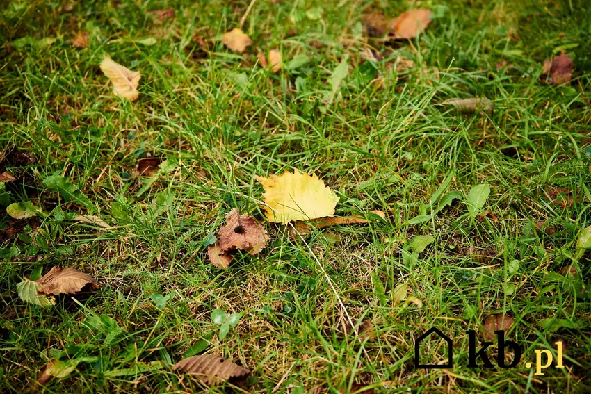 Jesień to najlepszy czas na regenerację trawnika po upalnym lecie i wzmocnienie korzeni przed zimą Liście na trawniku