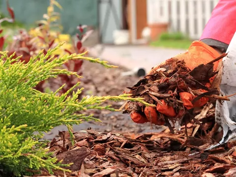 Ściółkowanie gleby jesienią