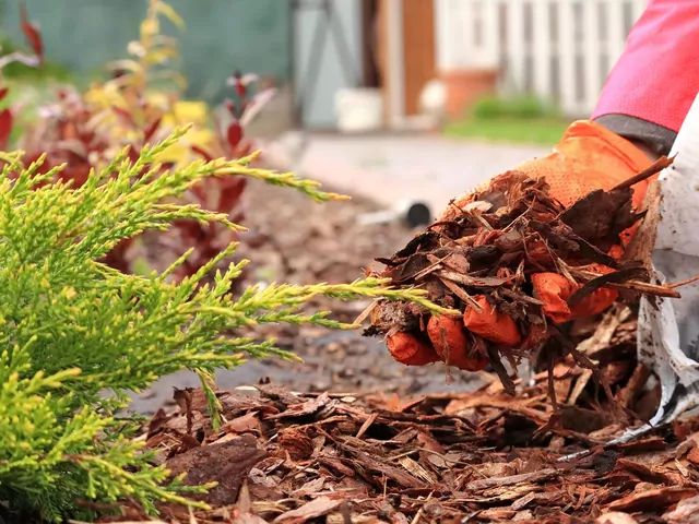 Ściółkowanie gleby jesienią