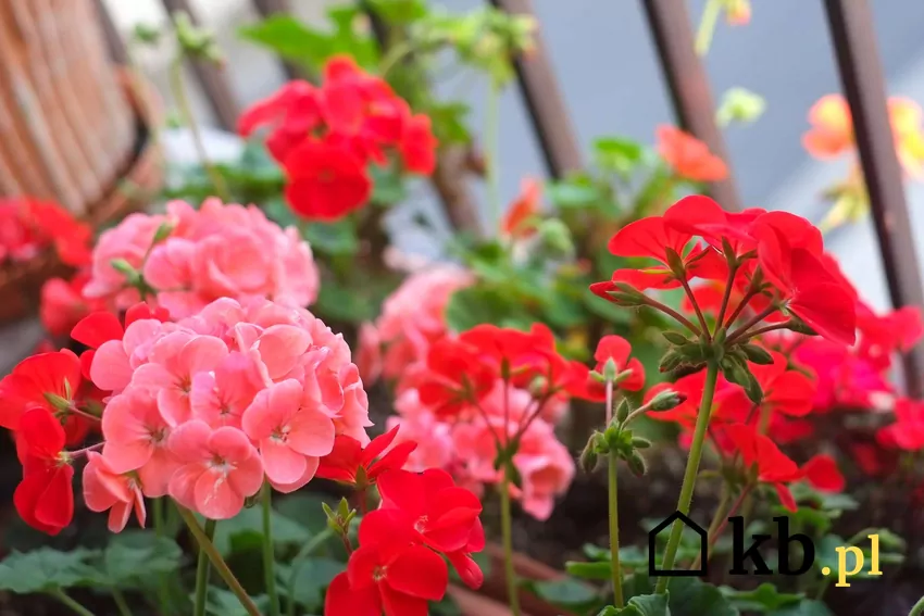 Metoda „max 20” polega na skróceniu pędów pelargonii do odpowiedniej długości Pelargonie w doniczce