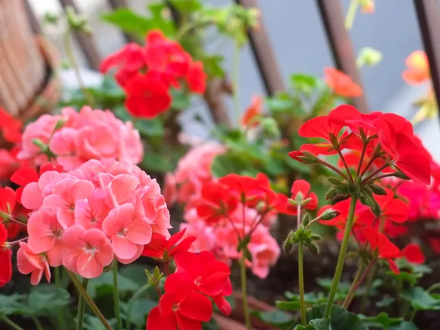 Cięcie pelargonii przed zimą