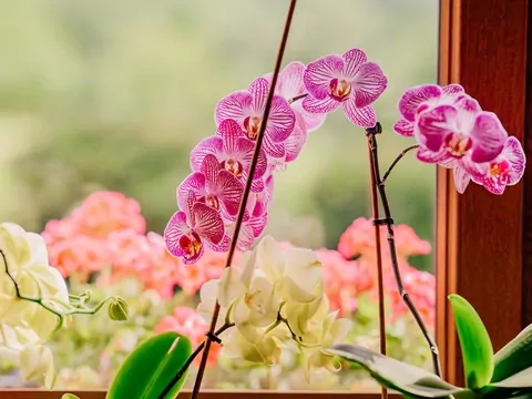 Jak dbać o storczyki