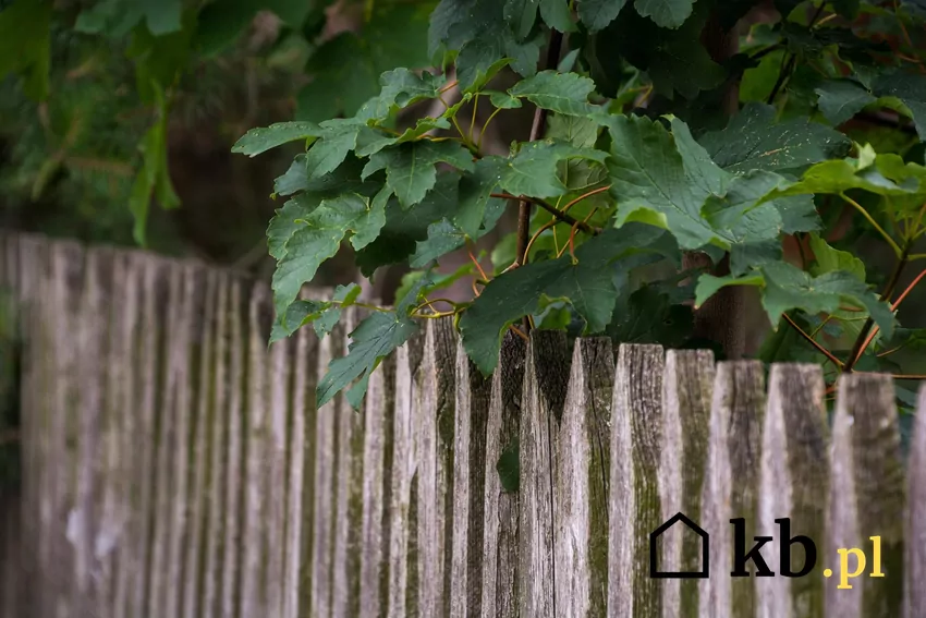 Gałęzie wystające przez płot