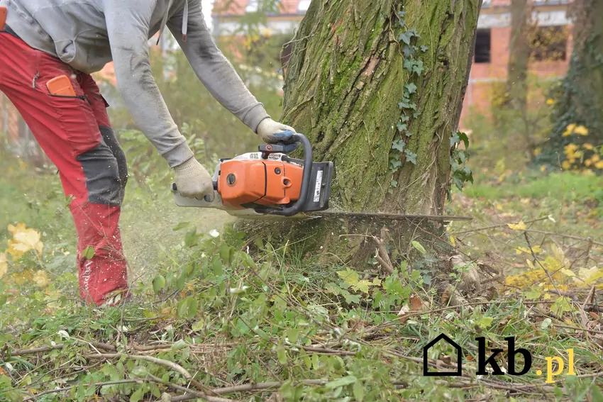 Mężczyzna ścina drzewo