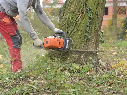 Czy można zmusić sąsiada do wycięcia drzewa?
