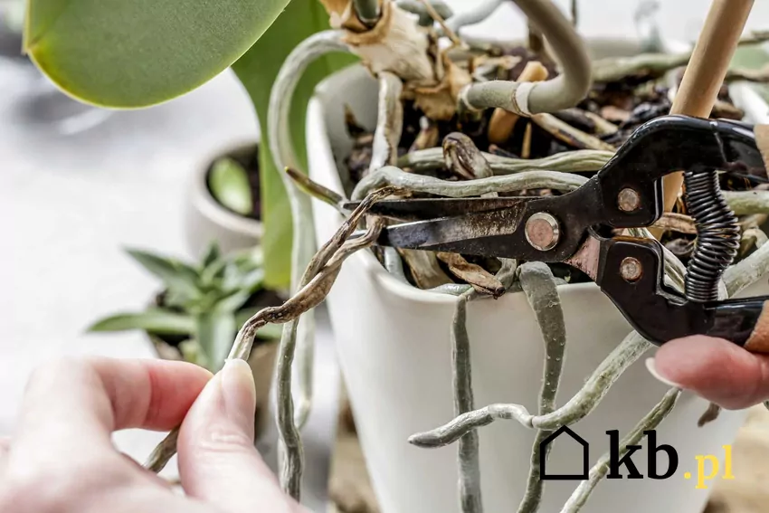 Przycinanie storczyków - ich korzeni za pomocą małego sekatora ogrodniczego przez ogrodnika amatora, w tle biała doniczka, korzenie i liście orchidei Jak przycinać storczyki krok po kroku - poradnik praktyczny