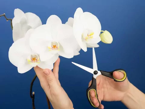 Przycinanie storczyków krok po kroku