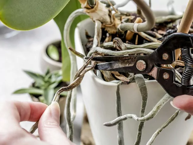 Przycinanie storczyków krok po kroku