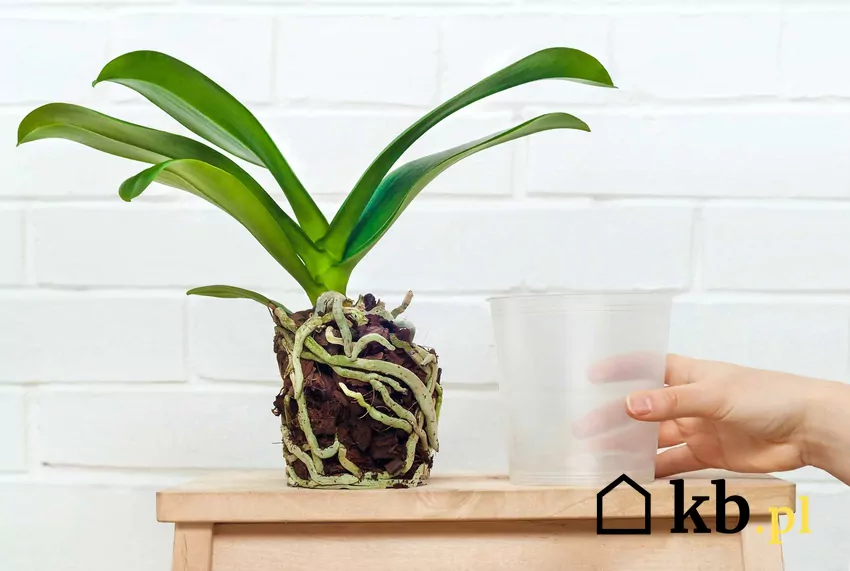 Jakie doniczki do storczyków wybrać? Poradnik praktyczny Przezroczyste doniczki do storczyków to najlepszy wybór. Dobrze sprawdzają się także osłonki do storczyków.