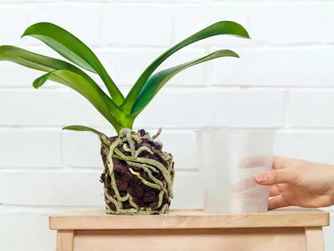 Najlepsze doniczki do storczyków