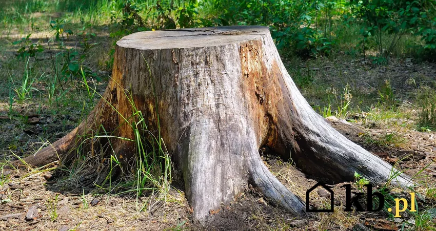 Połączenie sody oczyszczonej i octu to skuteczna metoda na naturalny rozkład pnia Pień w ogrodzie