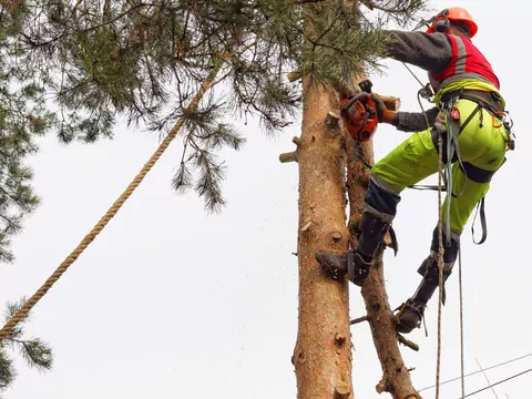 Jak zalegalizować wycinkę drzewa?