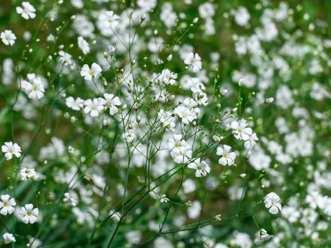 Gipsówka w polskim ogrodzie