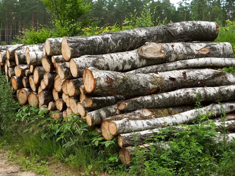 Czy można wyciąć brzozę na działce?