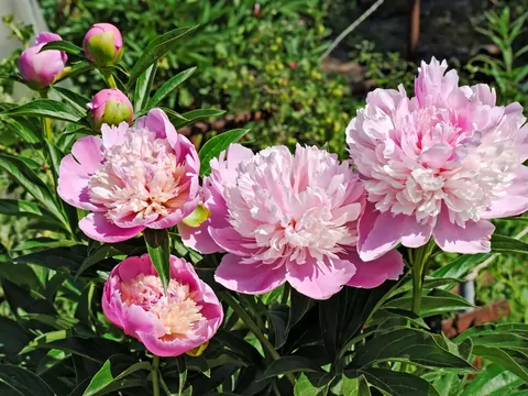 Piękne piwonie po jesiennej pielęgnacji