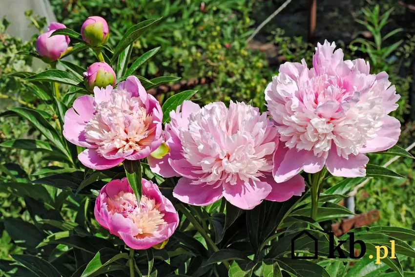Różowe peonie w ogrodzie