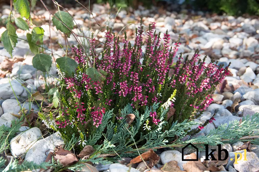 Wrzosy potrzebują kwaśnego podłoża i umiarkowanego podlewania by długo kwitły Wrzosy w ogrodzie