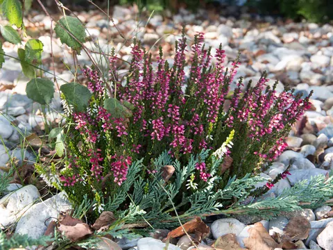 Podlewanie wrzosów deszczówką z sokiem z cytryny