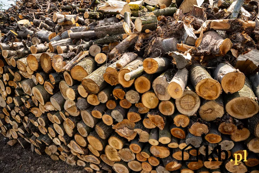 Pocięte i ułożone konary drewna owocowego
