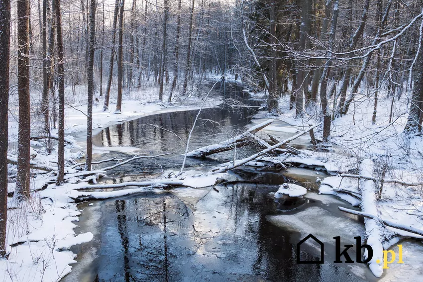 W lasach wokół Białowieży kręcono panoramiczne ujęcia wędrówki rodzeństwa Pevensie przez zaśnieżoną puszczę Puszcza Białowieska zimą