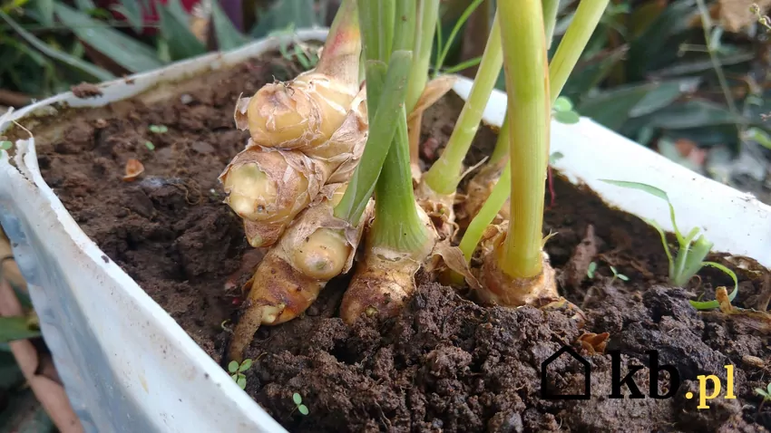 Uprawa imbiru w doniczce Imbir w donicy na parapecie