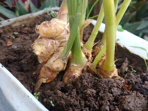 Uprawa imbiru w domu