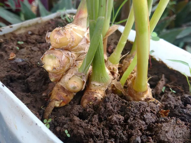 Uprawa imbiru w domu