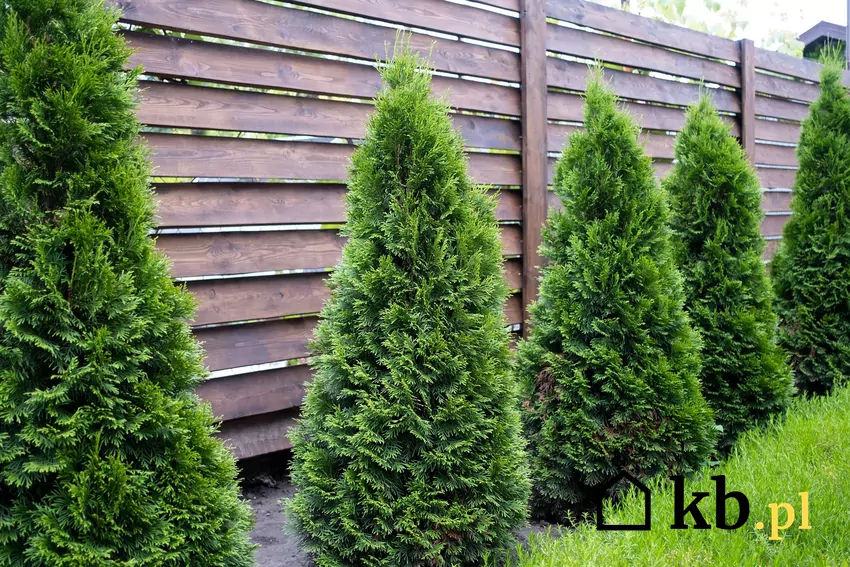 Pielęgnacja tui jesienią jest bardzo ważne dla jej kondycji Tuje przy płocie