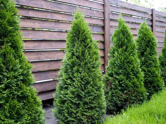 Podlewanie i nawożenie tui na jesień