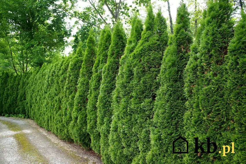 Nawożenie i podlewanie tui na jesień jest bardzo ważne Tuje w ogrodzie