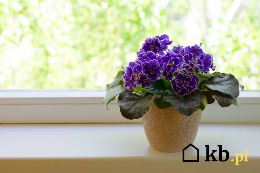 Naturalna odżywka z piwa sprawia że fiołek afrykański kwitnie nawet zimą Fiołek o nietypowych fioletowych kwiatach