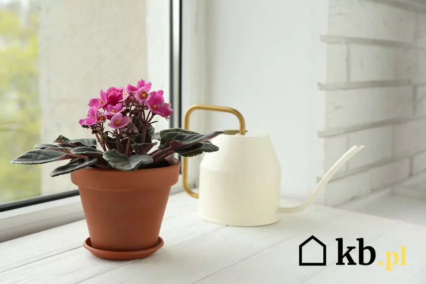 Fiołek afrykański może kwitnąć cały rok pod warunkiem odpowiedniej pielęgnacji Fiołek na oknie