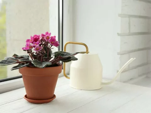 Fiołek kwitnie całą zimę