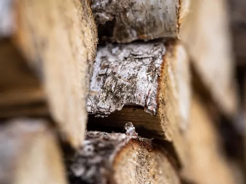 Brzoza jako drewno kominkowe