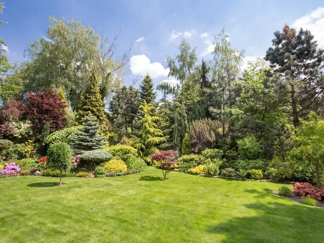 Czy mogę wyciąć sosnę na swojej działce?