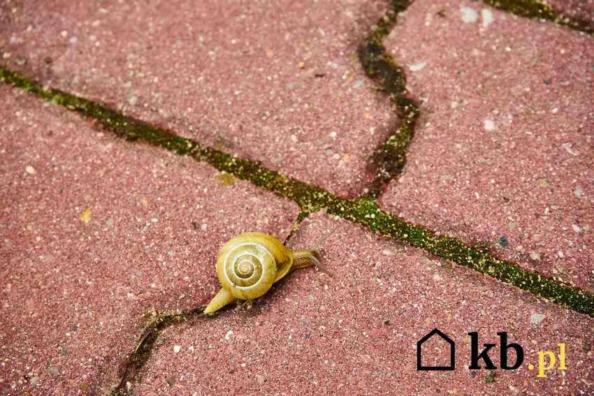 Mech i ślimak na kostce brukowej