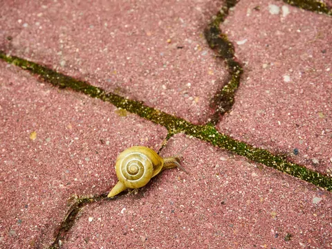 Usuwanie mchu z kostki brukowej