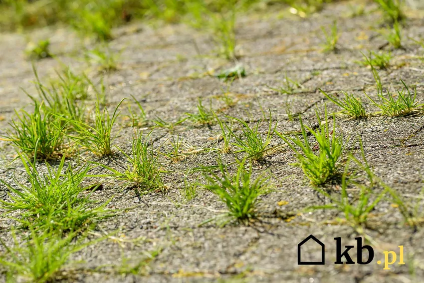 Zarośnięta kostka brukowa