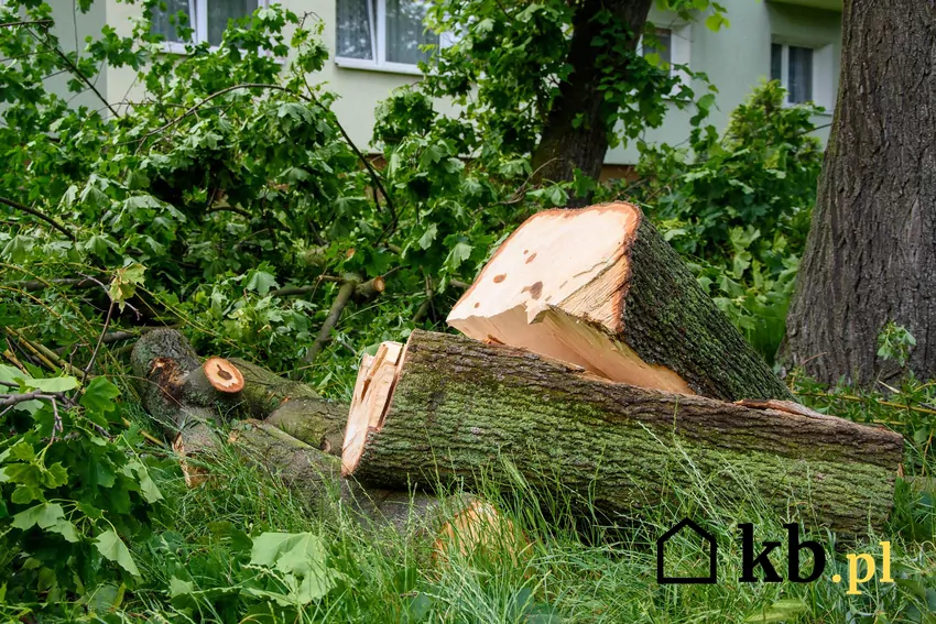 Opłata za uzyskanie zezwolenia na wycinkę drzewa jest obliczana na podstawie jego obwodu pnia oraz stawki ustalonej dla danego gatunku Ścięte drzewo