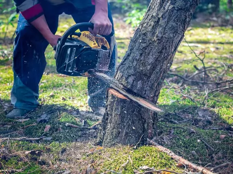 Czy można wyciąć dąb na swojej działce?