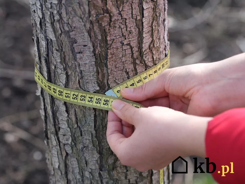 Kryterium obwodu na wysokości 5 cm decyduje o konieczności zgłoszenia Mierzenie obwodu drzewa