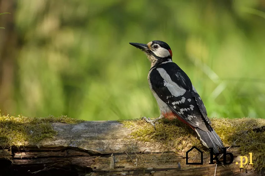 Okres lęgowy ptaków przypada od 1 marca do 15 października i w tym czasie zaleca się wstrzymać prace Dzięcioł na drzewie